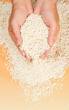 Hands holding traditional Japanese koji