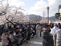桜まつり人々20100403-S.jpg
