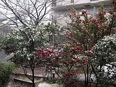 用海婦人会 味噌作り 雪模様20140214-S.jpg