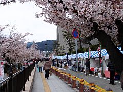 芦屋さくら祭り20140405-④S.jpg