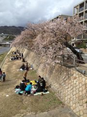 芦屋川の桜 大野20130407-S.jpg