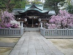 芦屋神社 花祭り 境内20150405①-S.jpg